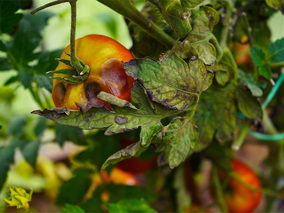 Las enfermedades y plagas que estropean tus tomates